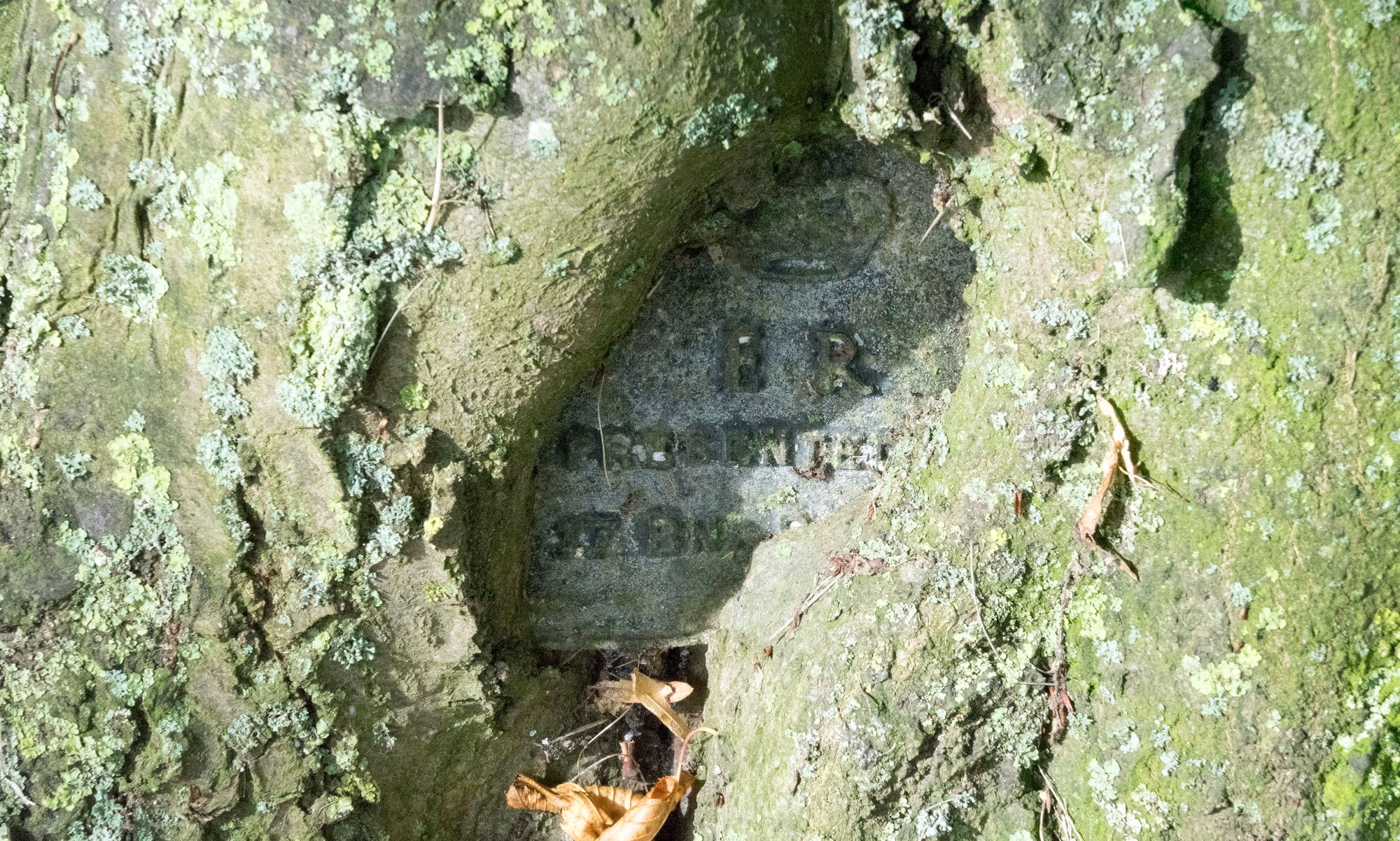 One of the plaques, marked "Presented by 17th Bn RAF" has almost been completely covered by its tree.
